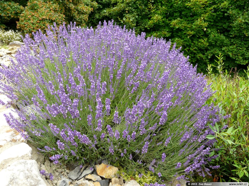 Lavandula-angustifolia